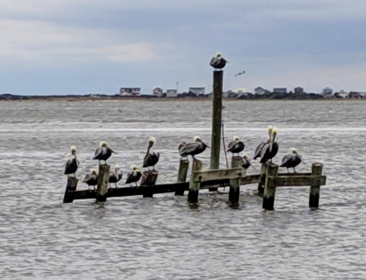 Janine Browning. Pelicans