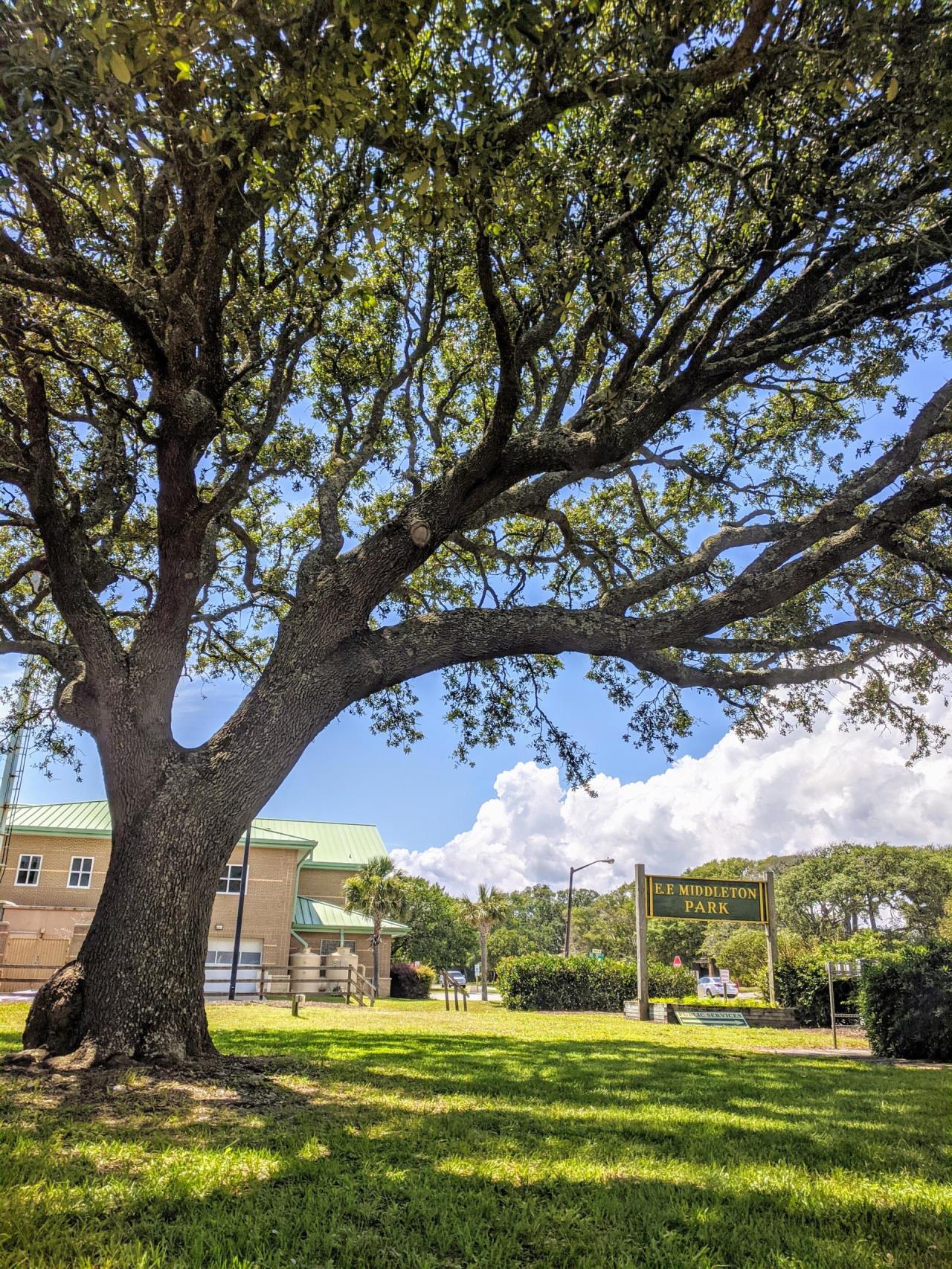 Oak Tree and Middleton Park Road Sign