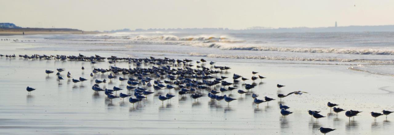 Flock of seagulls in the surf at sunrise