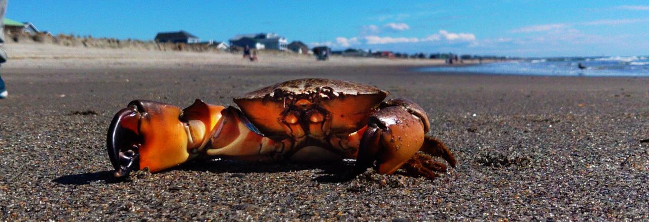 Stone Crab in Sand