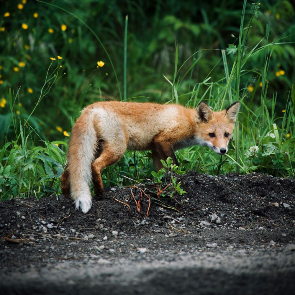 Red Fox