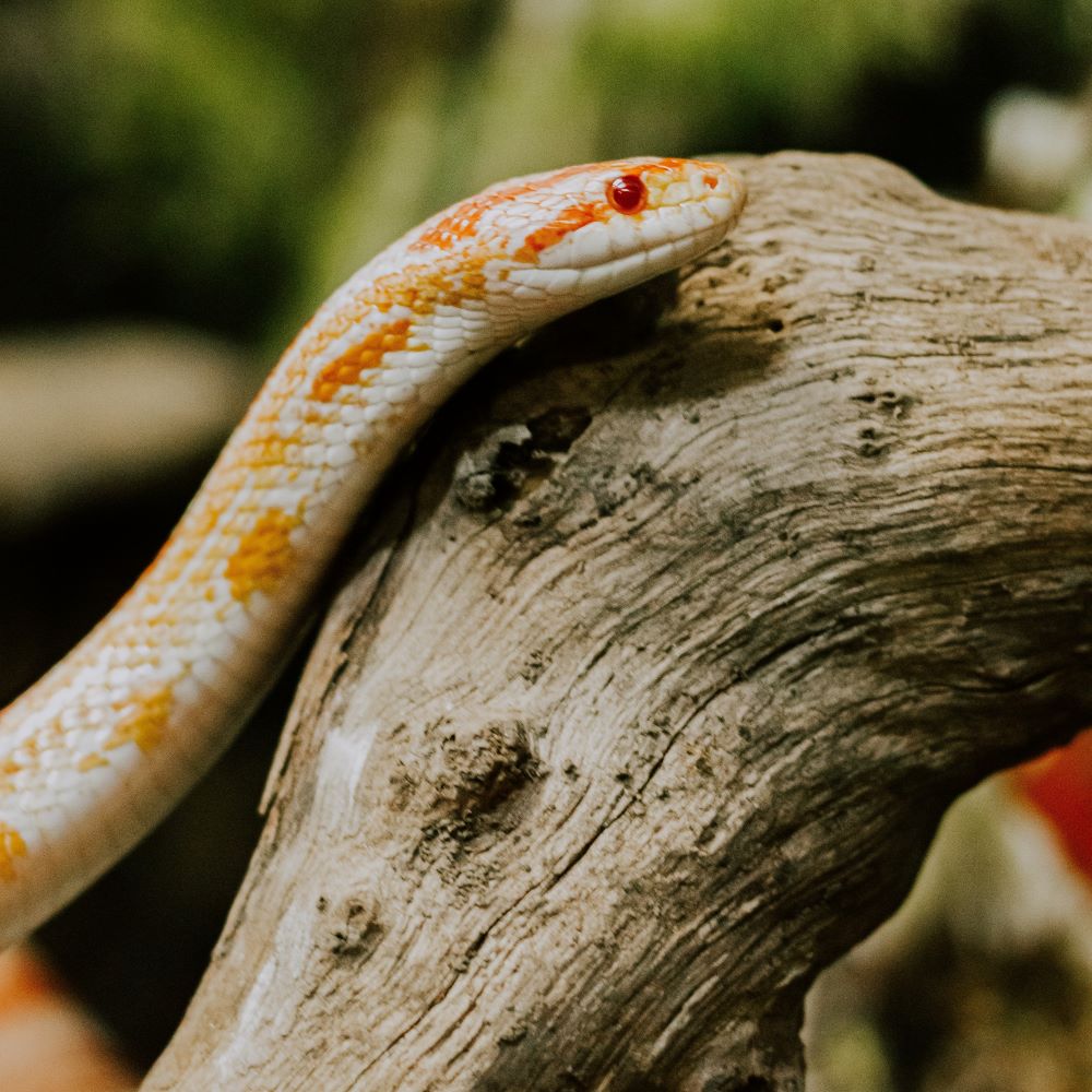 Corn Snake