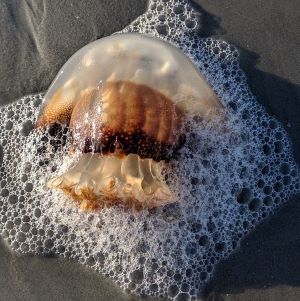 Cannonball Jellyfish