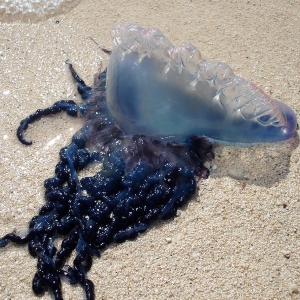 Portuguese Man O War